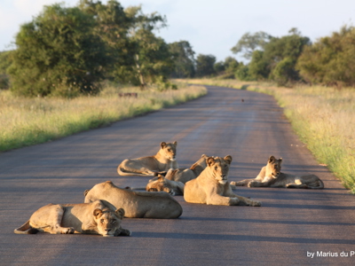 Route Tuinroute en Kruger, 17 dagen - Dag 15
