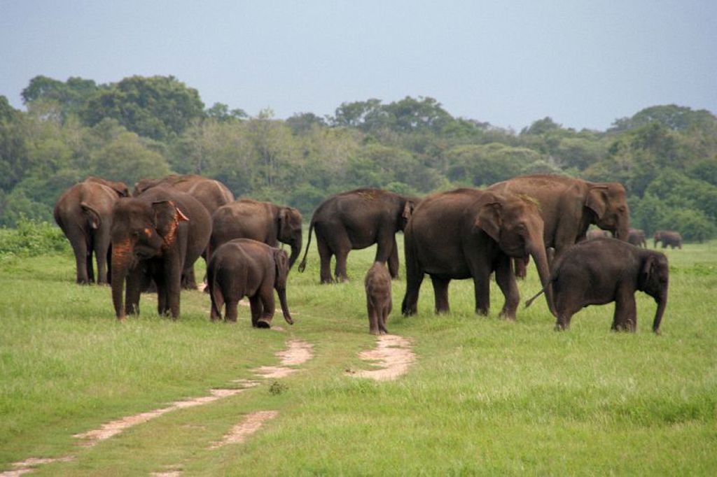 Sri Lanka Olifanten