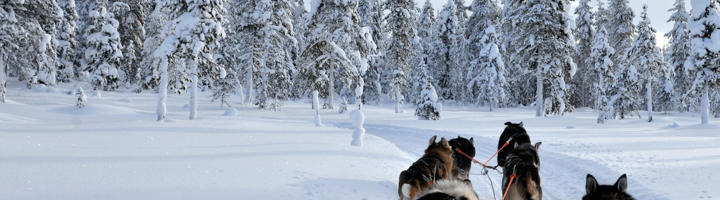 Hondensledetocht door besneeuwd bos in Lapland tijdens een rondreis.