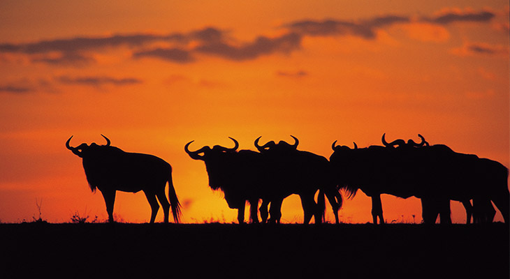 Gnoes in Tanzania Gnoes in Tanzania