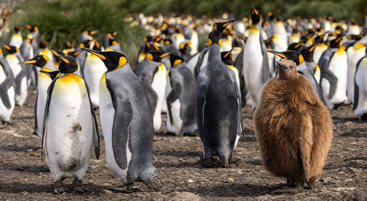 Pinguïns South Georgia Pinguïns South Georgia