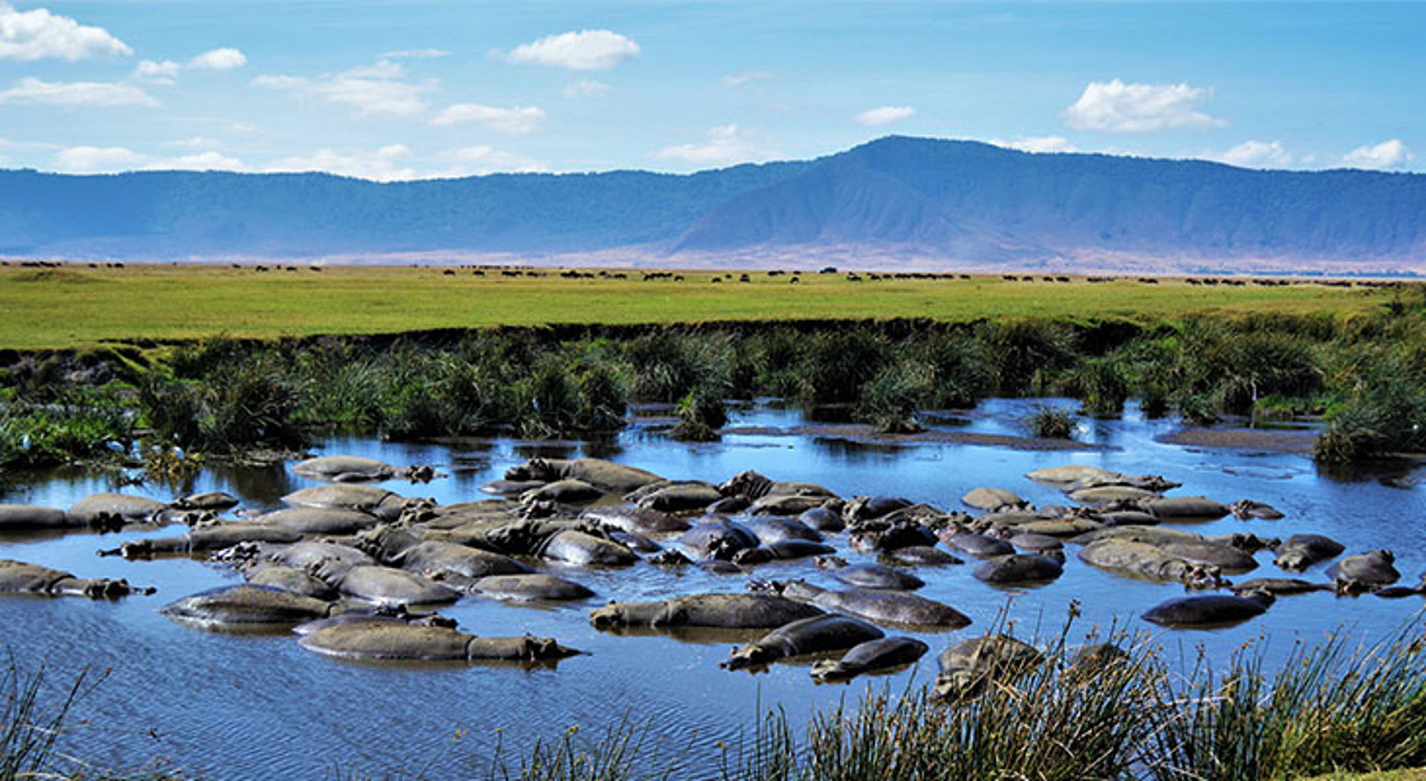 Nijlpaarden bij Ngorongoro krater Nijlpaarden bij Ngorongoro krater
