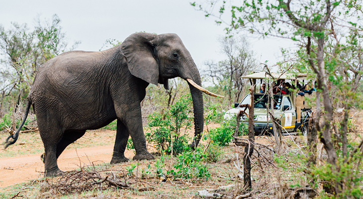olifant in nationaal park in afrika olifant in nationaal park in afrika