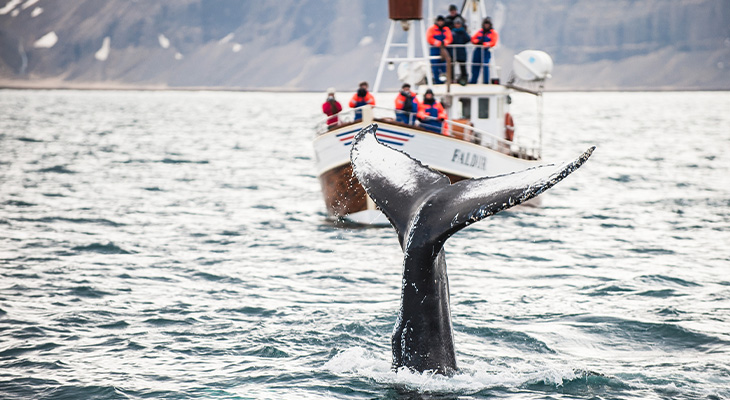 Bewonder wilde dieren in hun natuurlijke leefomgeving 