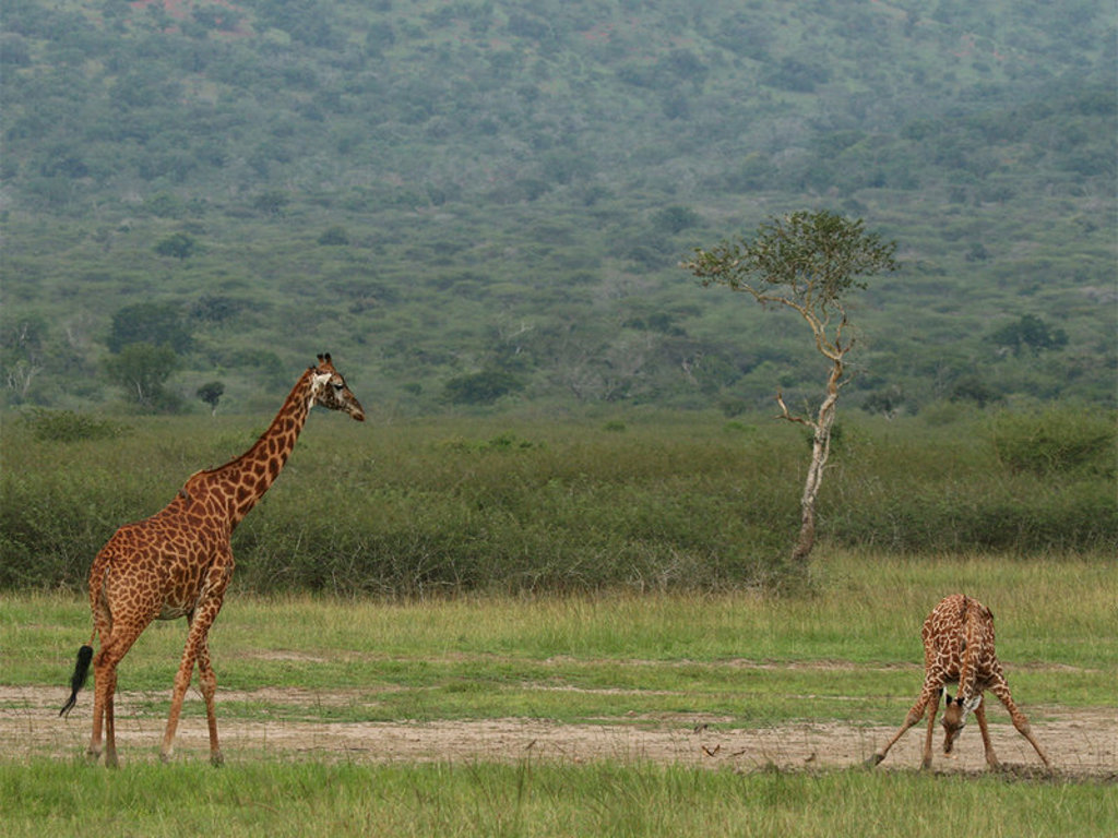 main_Rwanda_-_Akagera_NP__1_.jpg