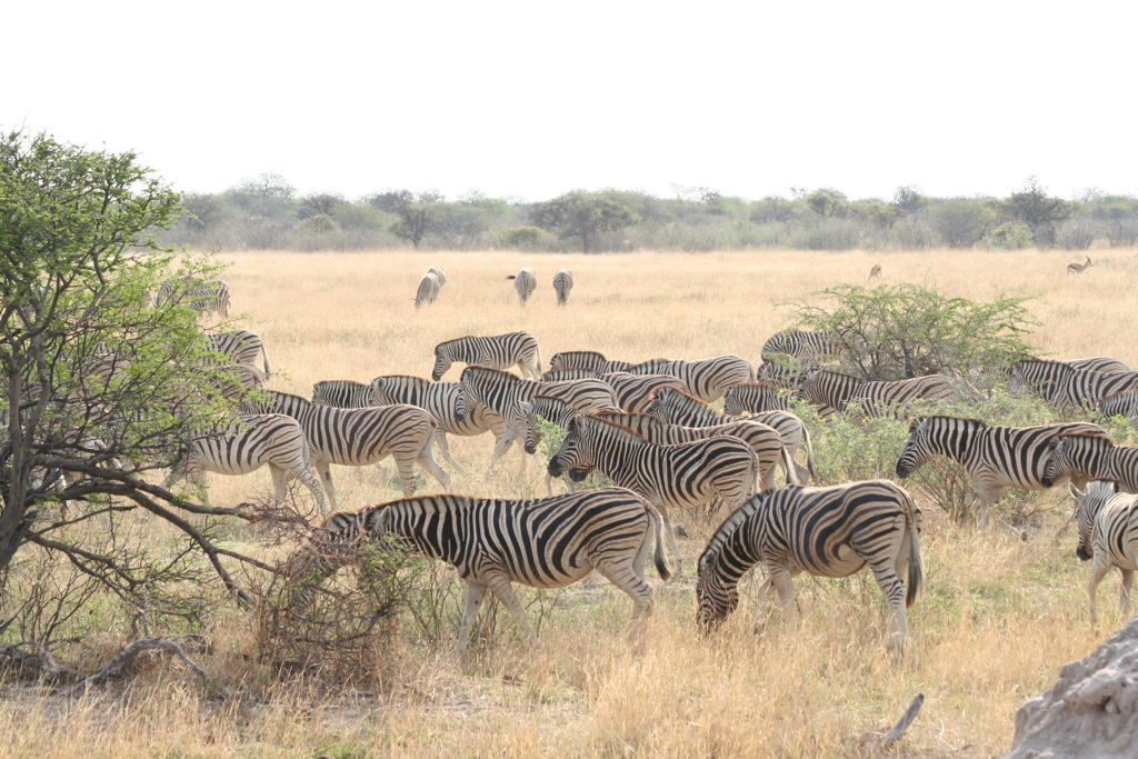 familiereis Zuidelijk Afrika etosha