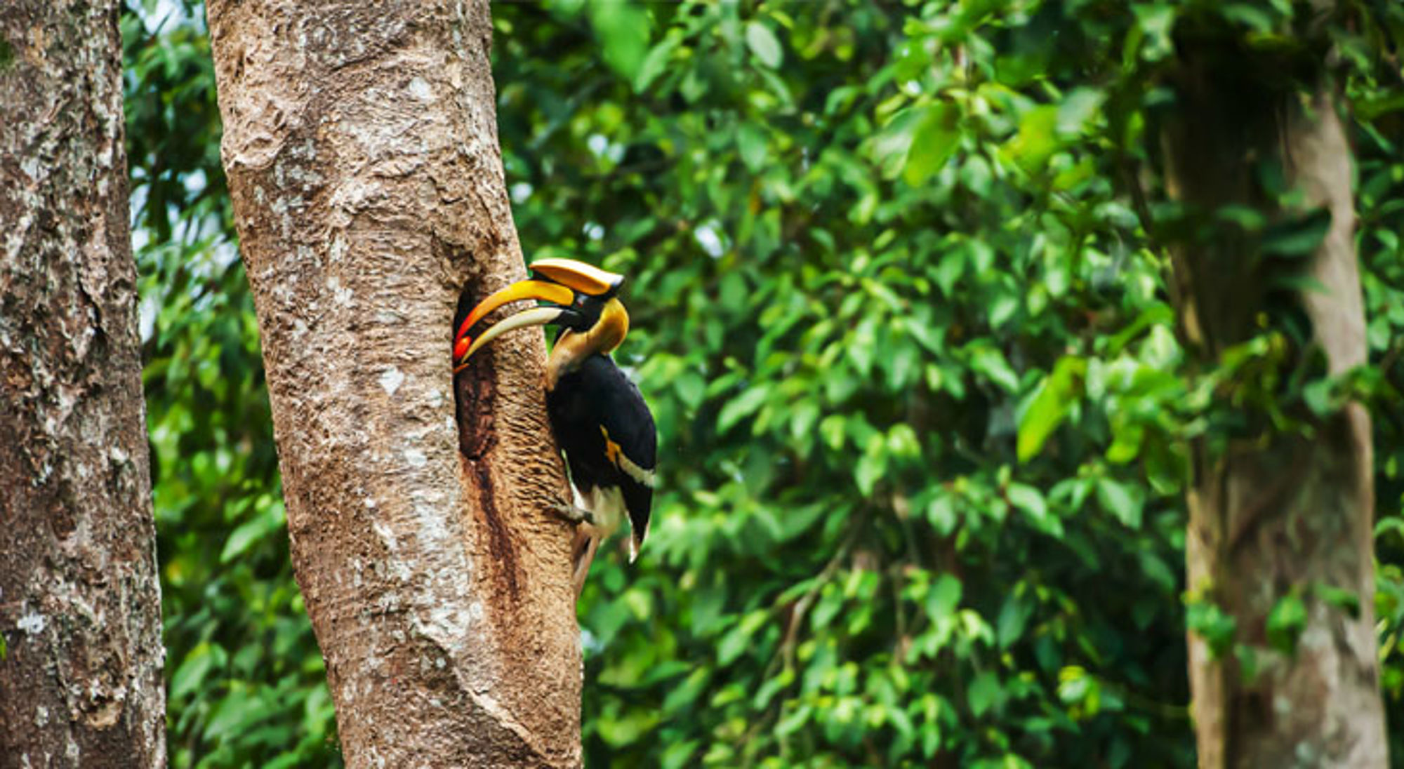Dubbelhoornige neushoornvogel Khao Yai Dubbelhoornige neushoornvogel Khao Yai