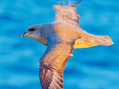 Spitsbergen 11 dagen - Dag 10
