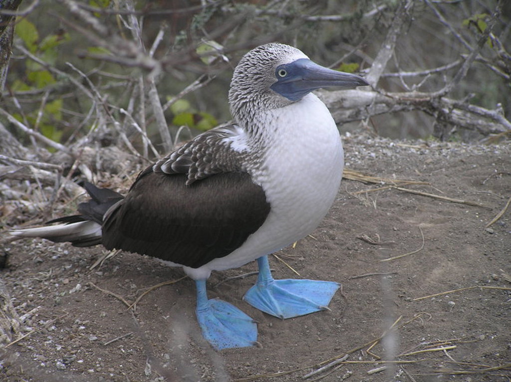 main_K-_J.Brack__F03.jfif