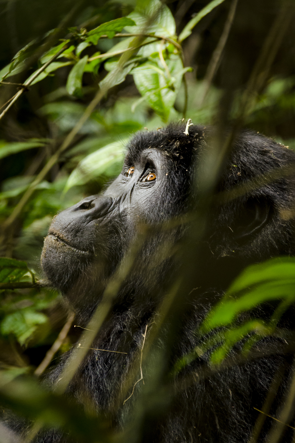 Rondreis Uganda Gorilla