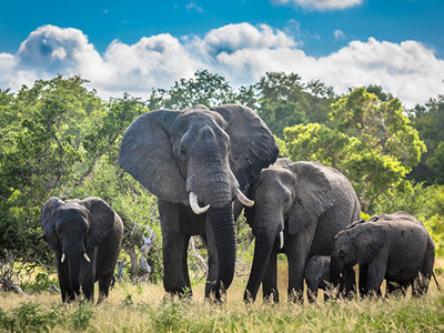 Kudde Afrikaanse olifanten in een groen natuurgebied in Zuid-Afrika.