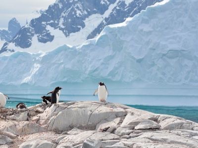 Pinguïn, Antarctica, Falklands en South Georgia