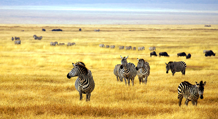 Zebra's in Arusha National Park Zebra's in Arusha National Park