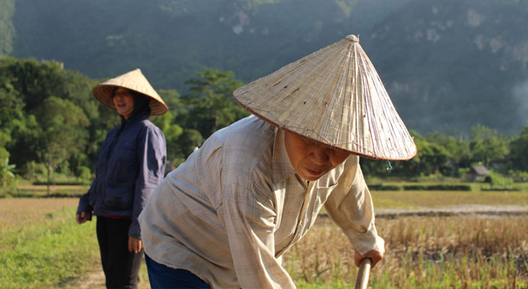 Lokale bevolking Mai Chau Vietnamese boeren werken op een rijstveld met traditionele rieten hoeden, met groene bergen op de achtergrond.