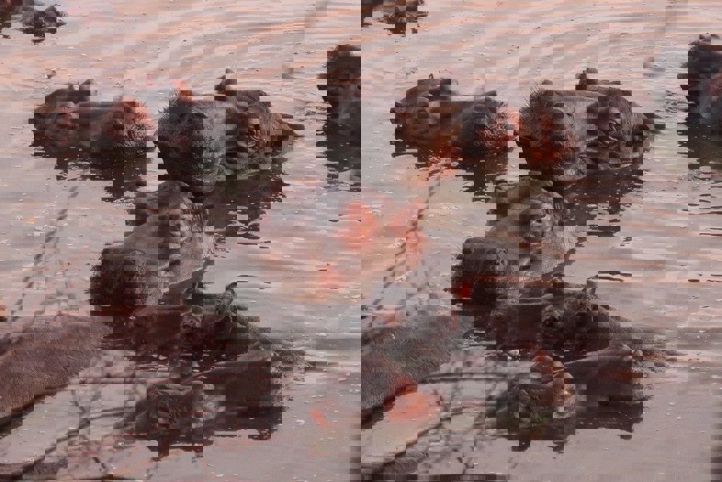 main_Nijlpaarden_-_Reispassie.jpg (1)