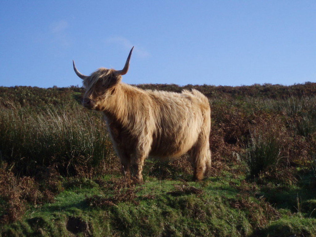main_Highland_Cow__2_.jfif