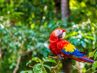 Rode ara met gele en blauwe vleugels in het regenwoud van Guatemala, Honduras en El Salvador.