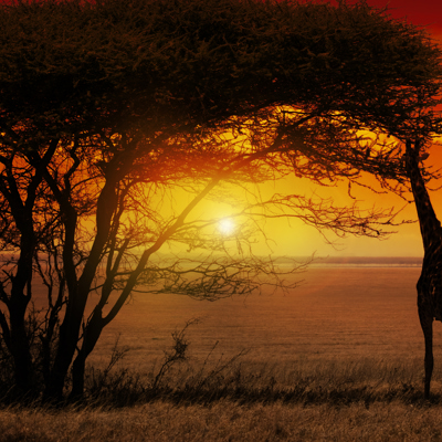 Sunset gamedrive Krugerpark (incl braai)