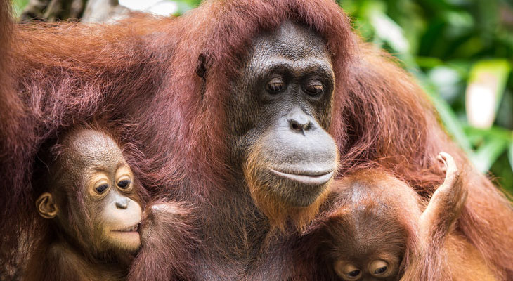 Orang-oetans Orang-oetans