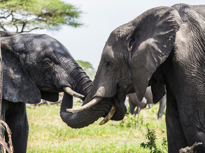 Route tot mei 2025: Kenia en Tanzania, 12-dagen - Dag 10