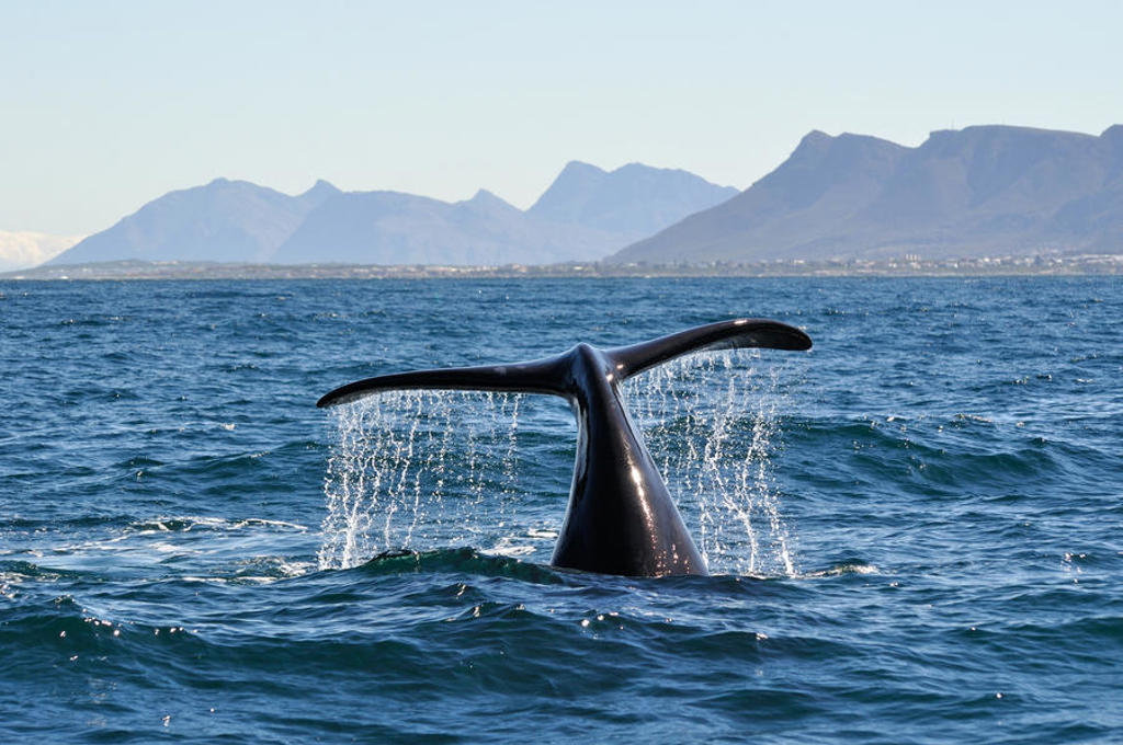 main_shutterstock_453035239_Hermanus_walvis.jpg