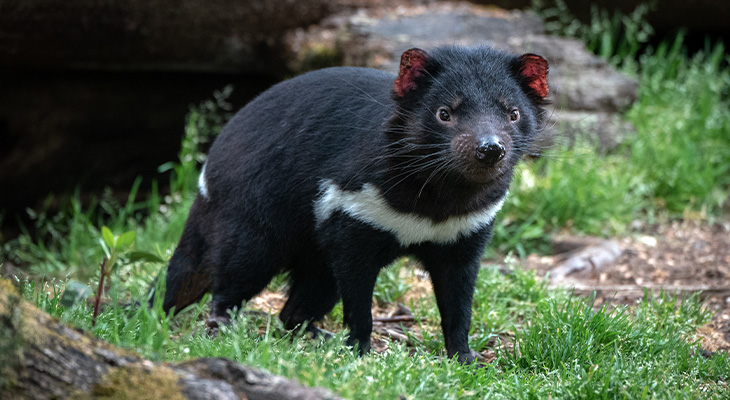 Tasmaanse Duivel Tasmaanse Duivel