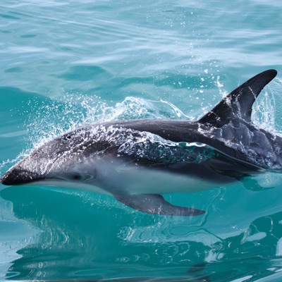 Zwemmen dolfijnen Kaikoura (ter plaatse betalen)
