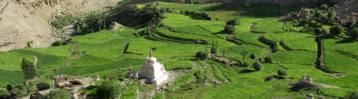Groene terrassen en boeddhistische stupa in de vallei van Ladakh, met ruige Himalaya-bergen op de achtergrond.