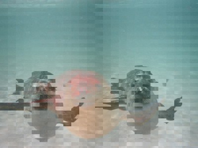 Route Ecuador en Galapagos, 21 dagen - Day 19