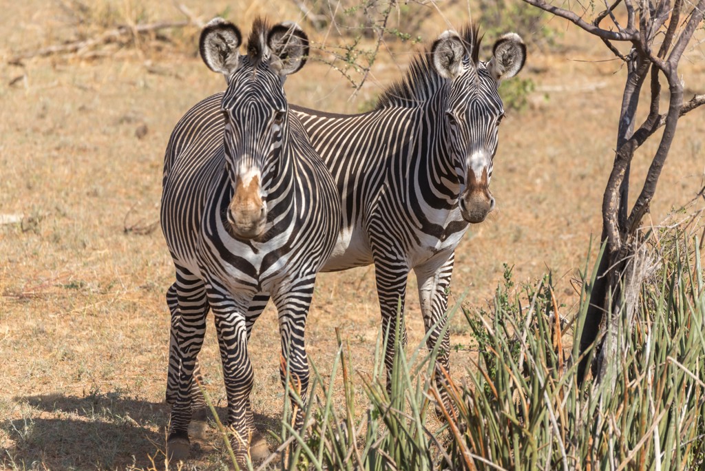 Familiereis Tanzania Zebra's