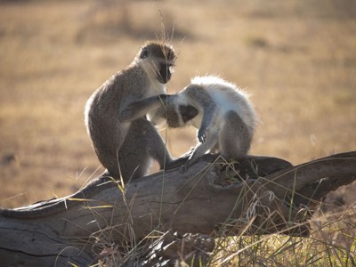Oost-Afrika familiereis - Dag 4