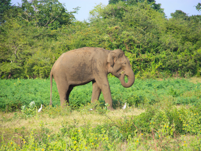 Route Sri Lanka en Malediven, 21 dagen - Dag 15