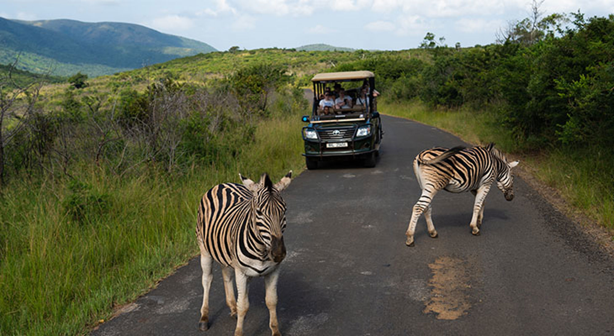 Zebra's in Hluhluwe Umfolozi nationaal park Zebra's in Hluhluwe Umfolozi nationaal park