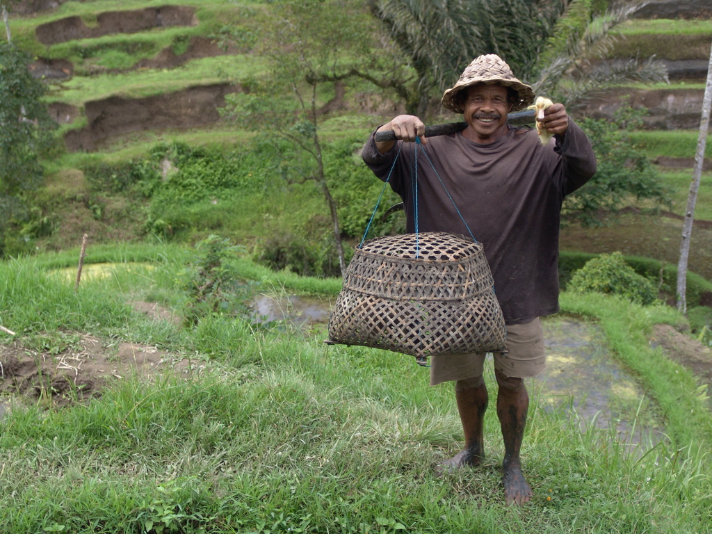 Werken in rijstenveld