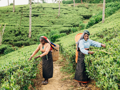 Route Sri Lanka en Malediven, 21 dagen - Dag 12