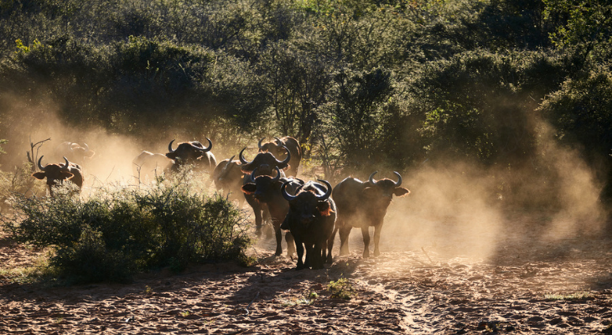 Groep van Afrikaanse buffalo's in Waterberg, Namibië