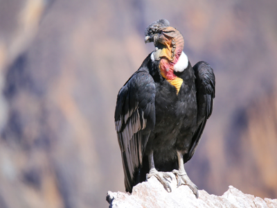 Route Peru inclusief Amazone, 24 dagen - Day 6