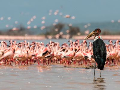 Kenia en Tanzania, 13-dagen - Dag 2