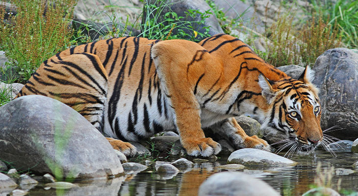 Chitwan Nationaal Park