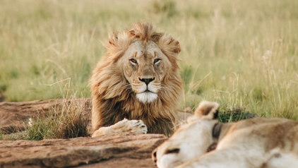 9. Houd afstand van wilde dieren