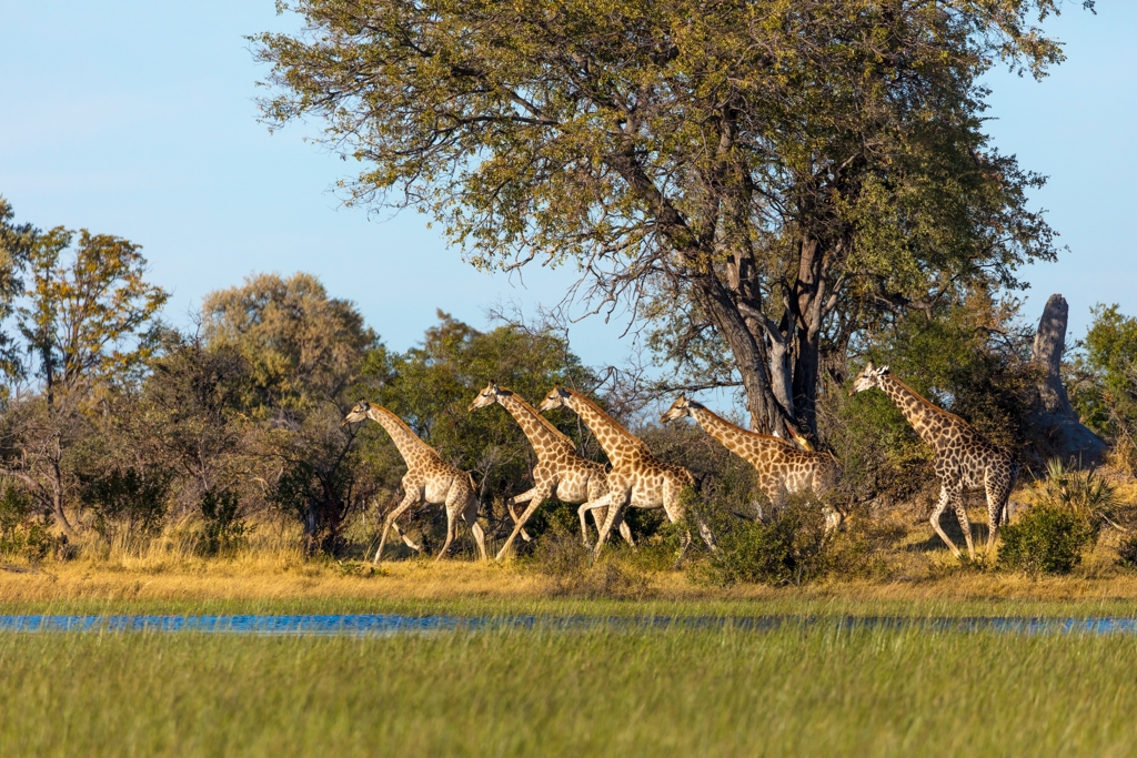 Okavango Delta