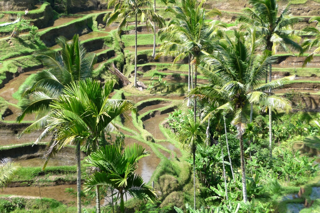 Bali rijstvelden