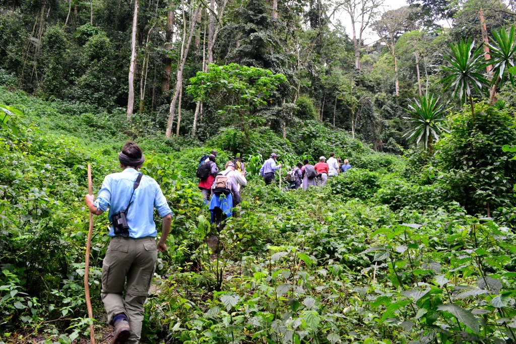 Gorilla Trekking