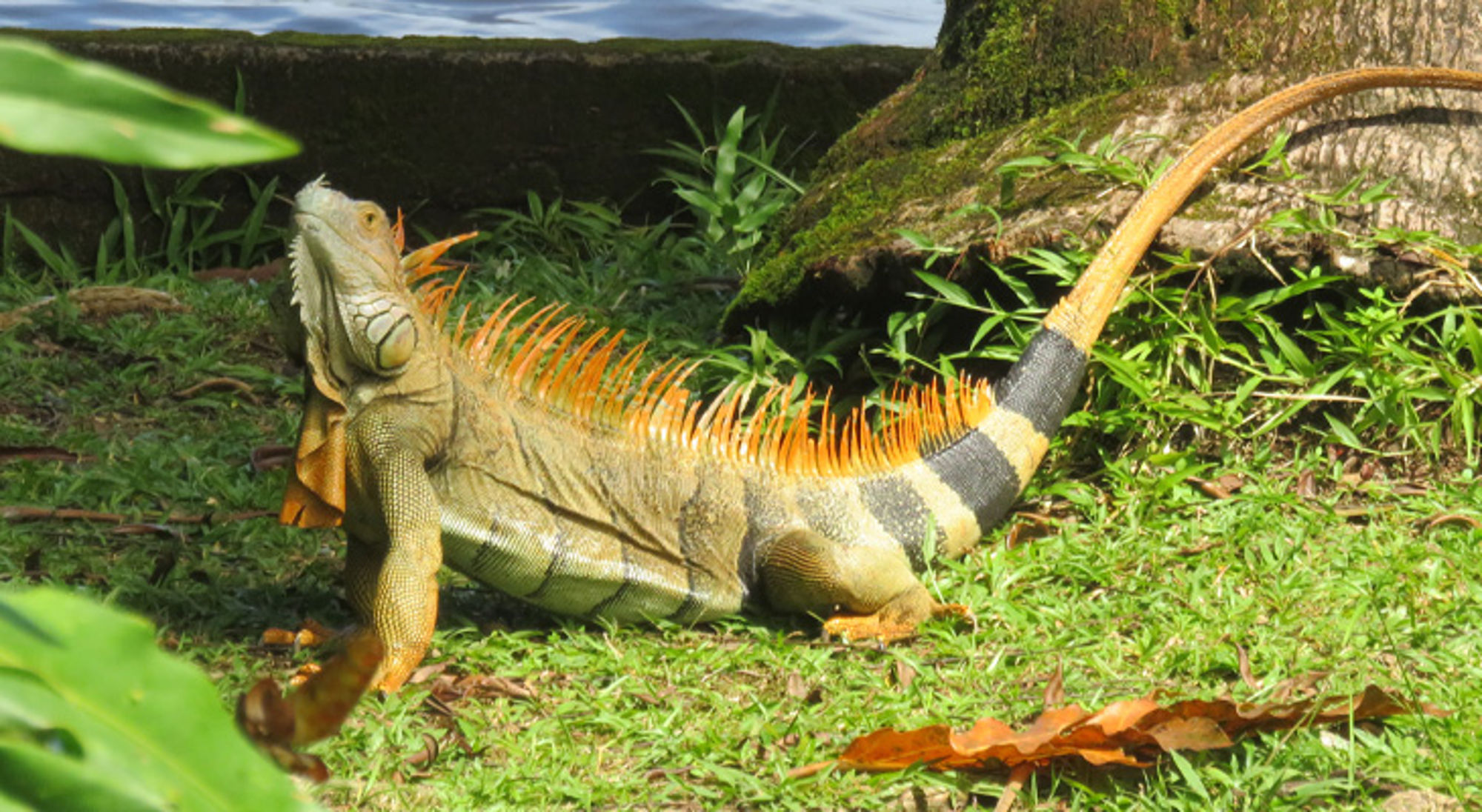 Leguaan Tortuguero Leguaan Tortuguero