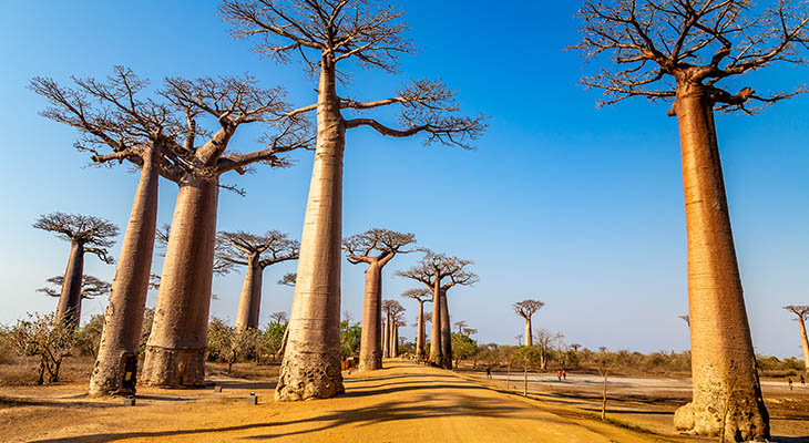 Allée des Baobabs op Madagaskar Allée des Baobabs op Madagaskar