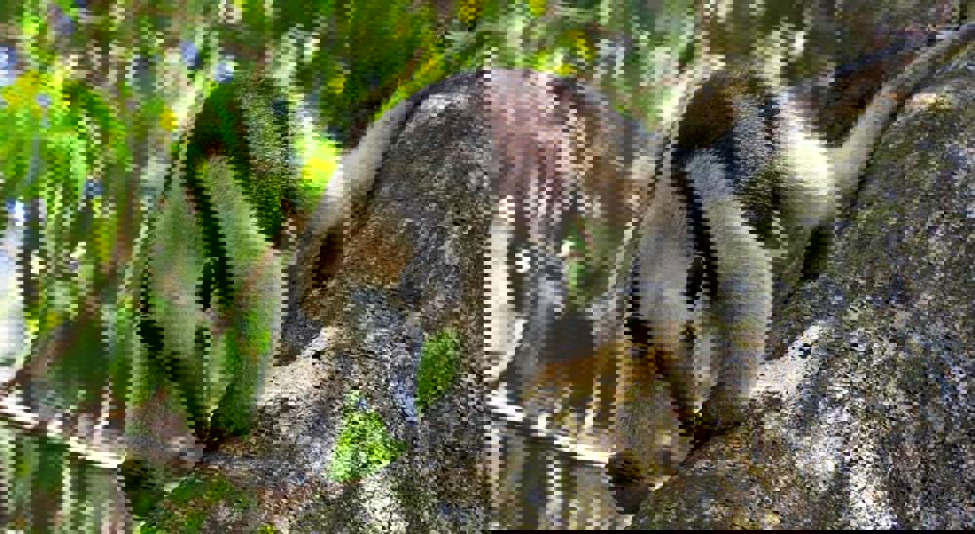 Tamandua Corcovado NP Tamandua Corcovado NP