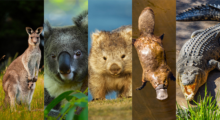 Big Five Australië Big Five Australië