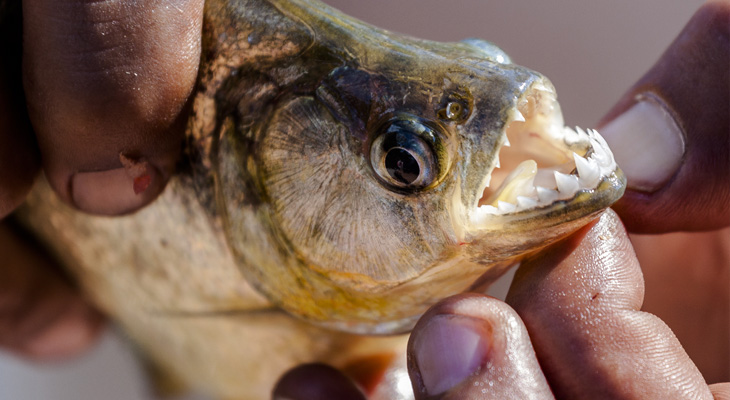 piranha’s tanden