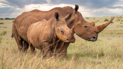 Kruger National Park, Zuid-Afrika