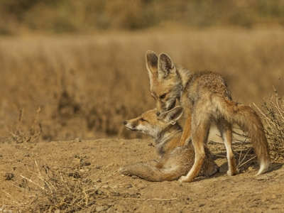 Route Rajasthan & Gujarat, 20 dagen - Dag 18